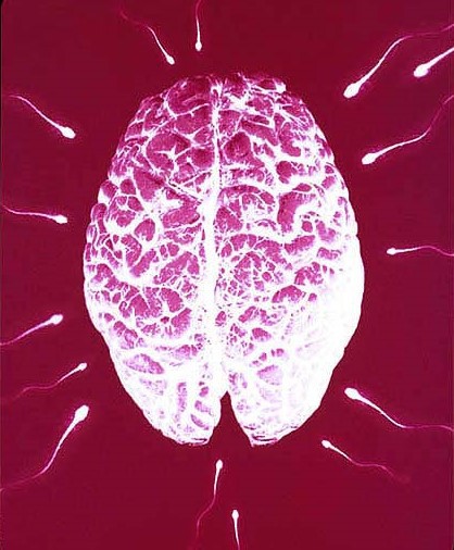 Microchimerism , Female , Male , DNA , Genetics, Sex